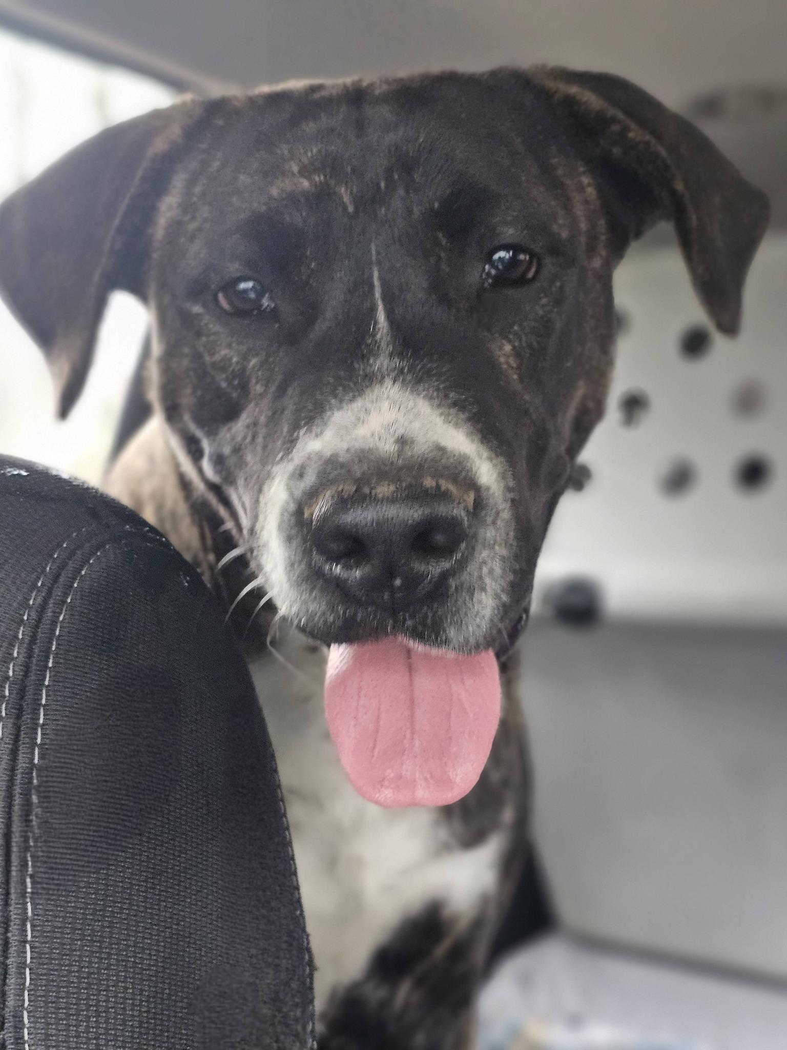 Enlarge Banks, a ADOPTABLE Bulldog in Fort Payne, AL image 2/6