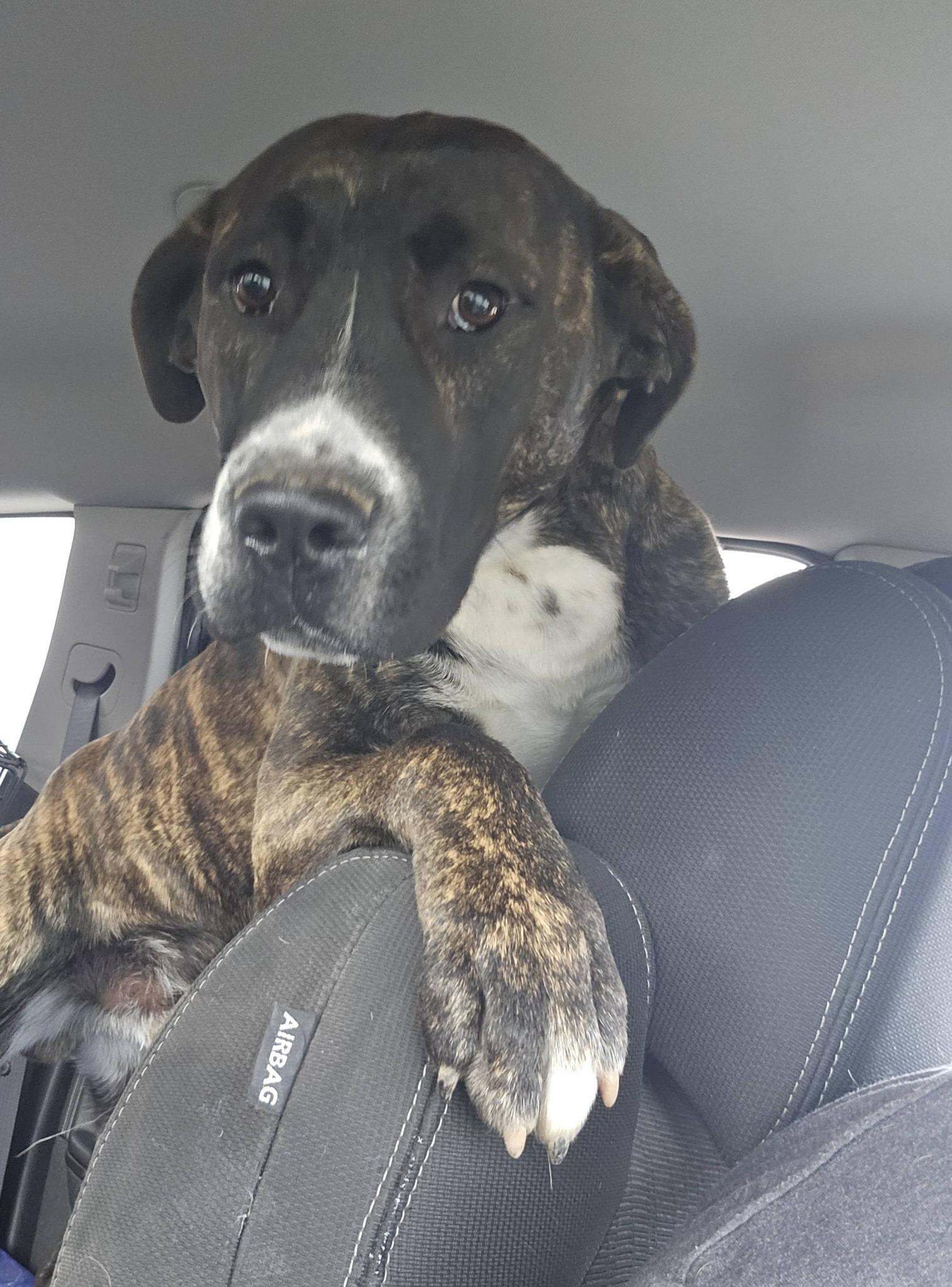 Enlarge Banks, a ADOPTABLE Bulldog in Fort Payne, AL image 1/6