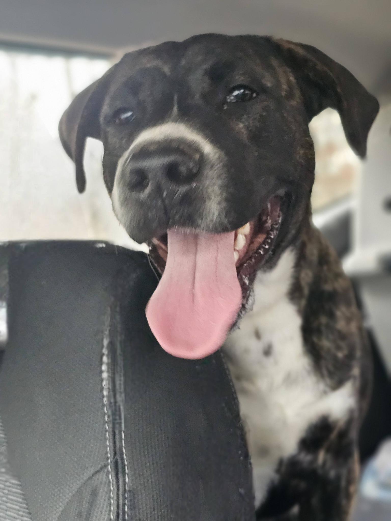 Enlarge Banks, a ADOPTABLE Bulldog in Fort Payne, AL image 6/6