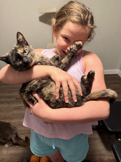 Enlarge Sasha, a Adopted Domestic Short Hair in Cincinnati, OH image 1/1