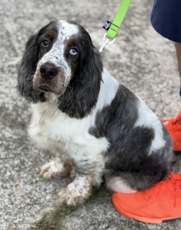 Everest, ADOPTABLE, Puppy Male English Springer Spaniel.