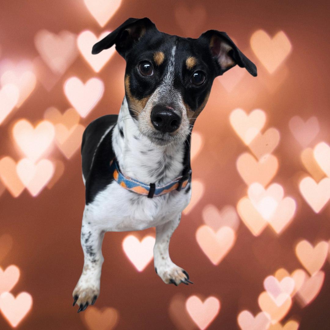 Enlarge Mellow, a Adoptable mixed breed in Dallas, GA image 1/3