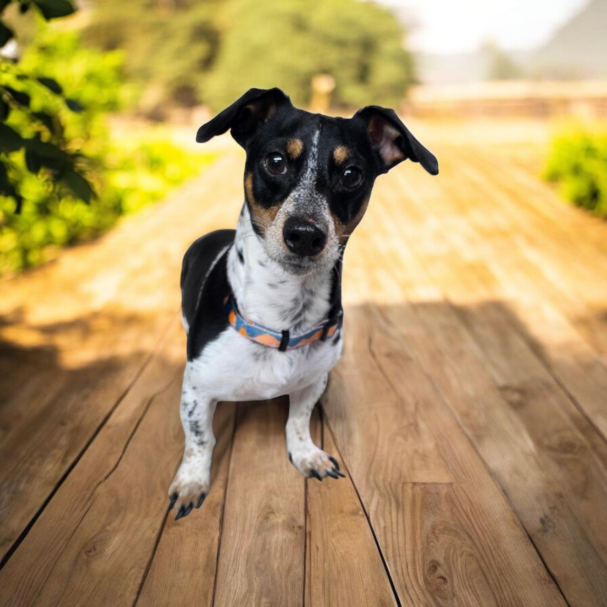 Mellow, a Adoptable mixed breed in Dallas, GA image 1/3