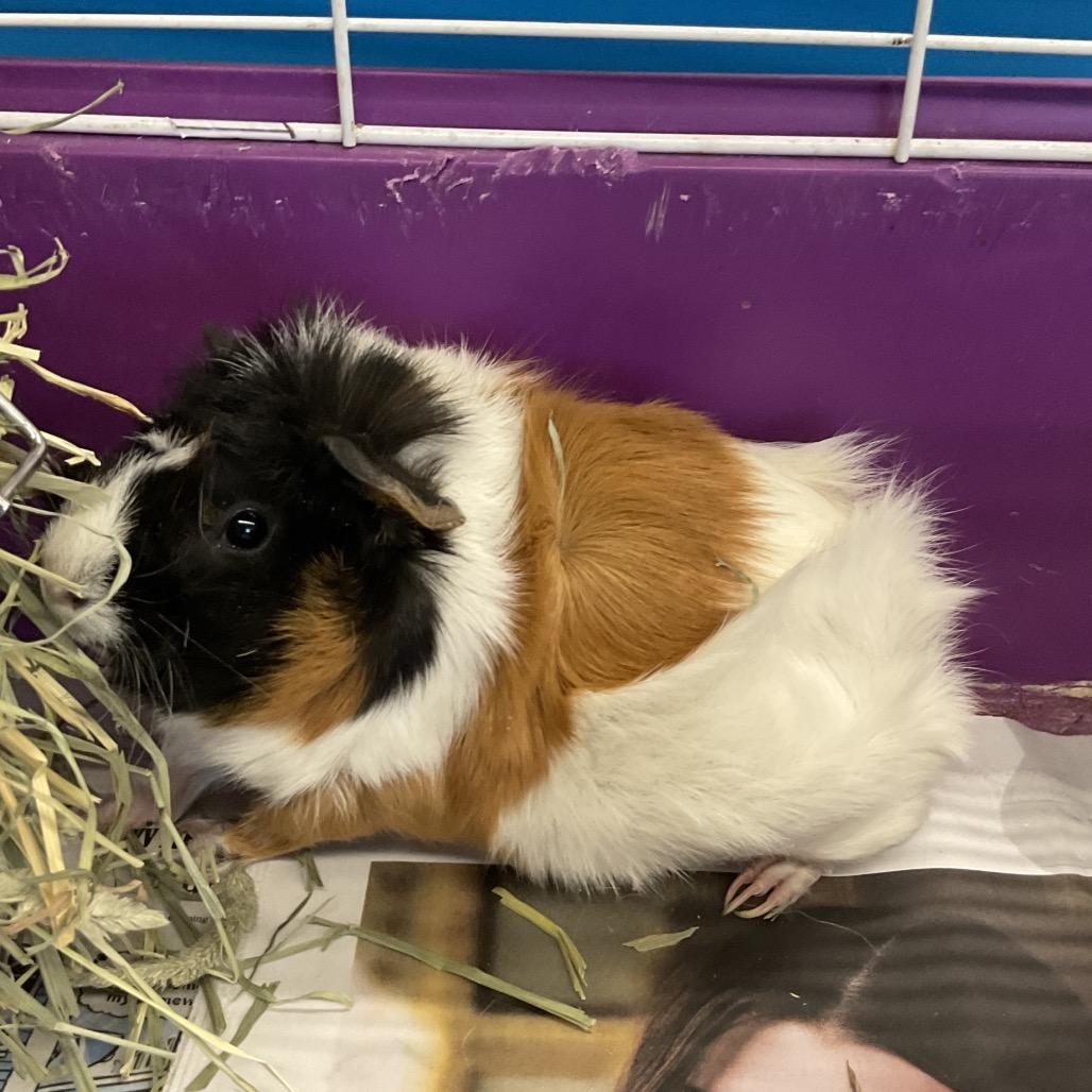 Enlarge Princess Cappy, a Adoptable Guinea Pig in Henderson, NV image 1/1