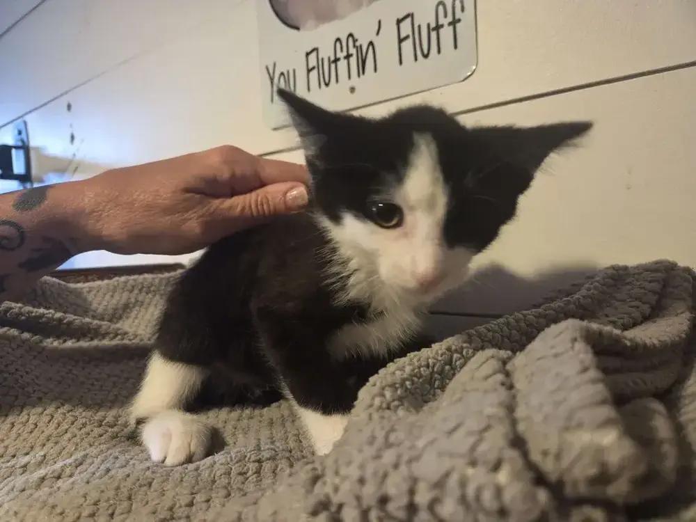 Maxwell, Adoptable, Kitten Male Domestic Short Hair.