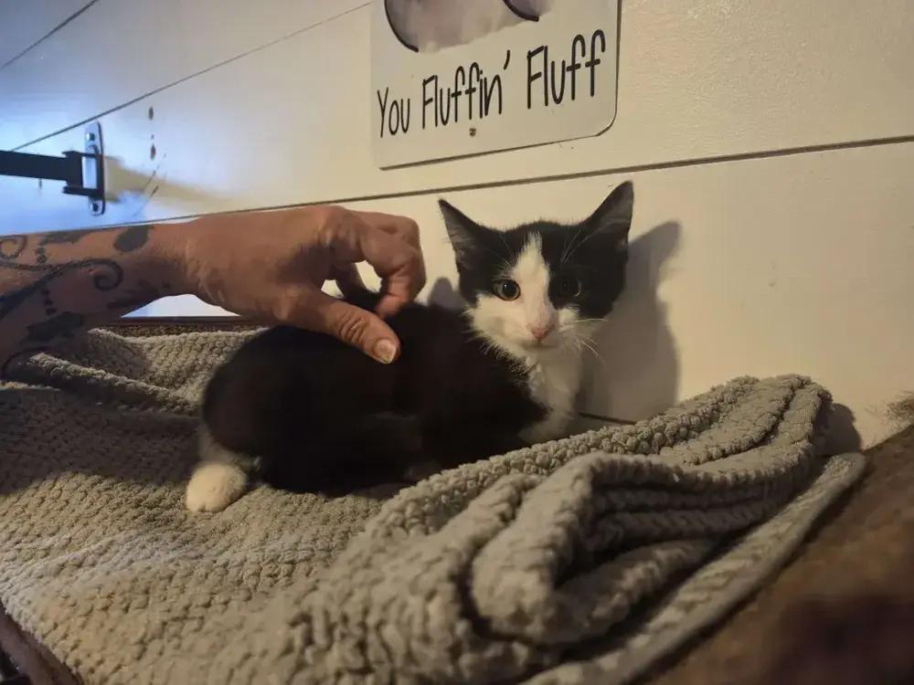 Maxwell, a Adoptable Domestic Short Hair in Grand Rapids, MI image 2/5