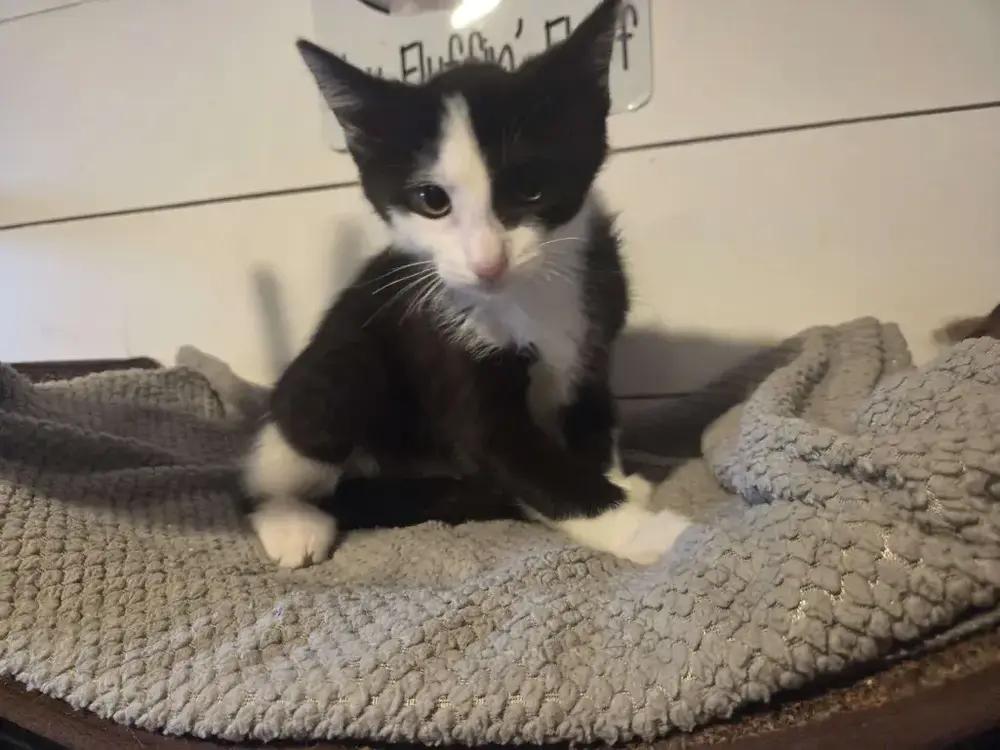 Maxwell, a Adoptable Domestic Short Hair in Grand Rapids, MI image 3/5