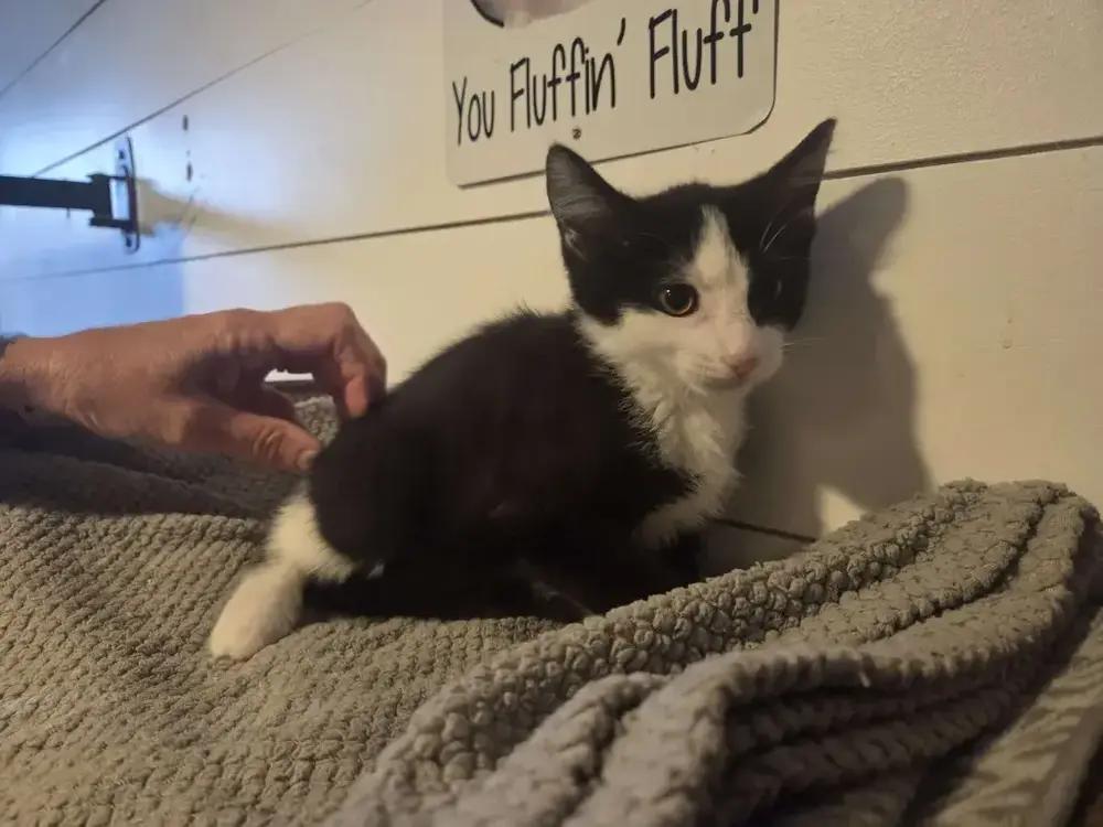 Maxwell, a Adoptable Domestic Short Hair in Grand Rapids, MI image 4/5