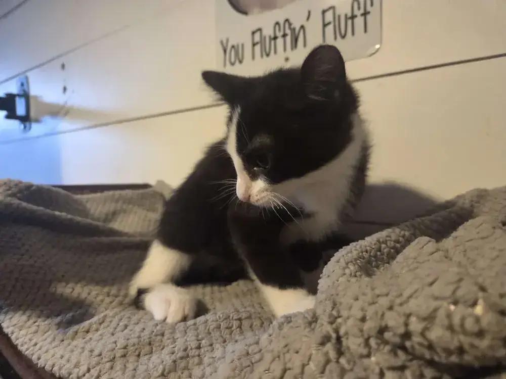 Maxwell, a Adoptable Domestic Short Hair in Grand Rapids, MI image 5/5