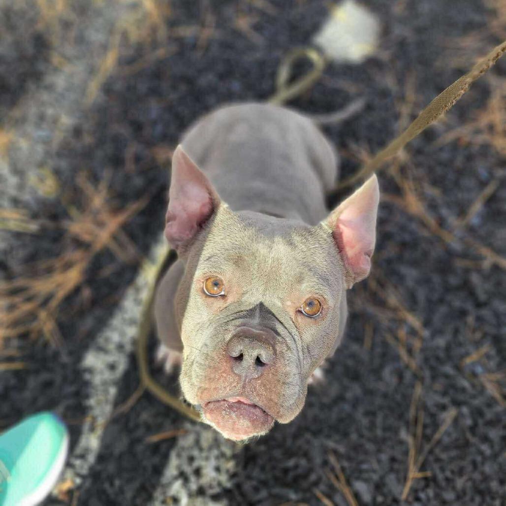 Enlarge Kali, a Adoptable mixed breed in Fredericksburg, VA image 1/5