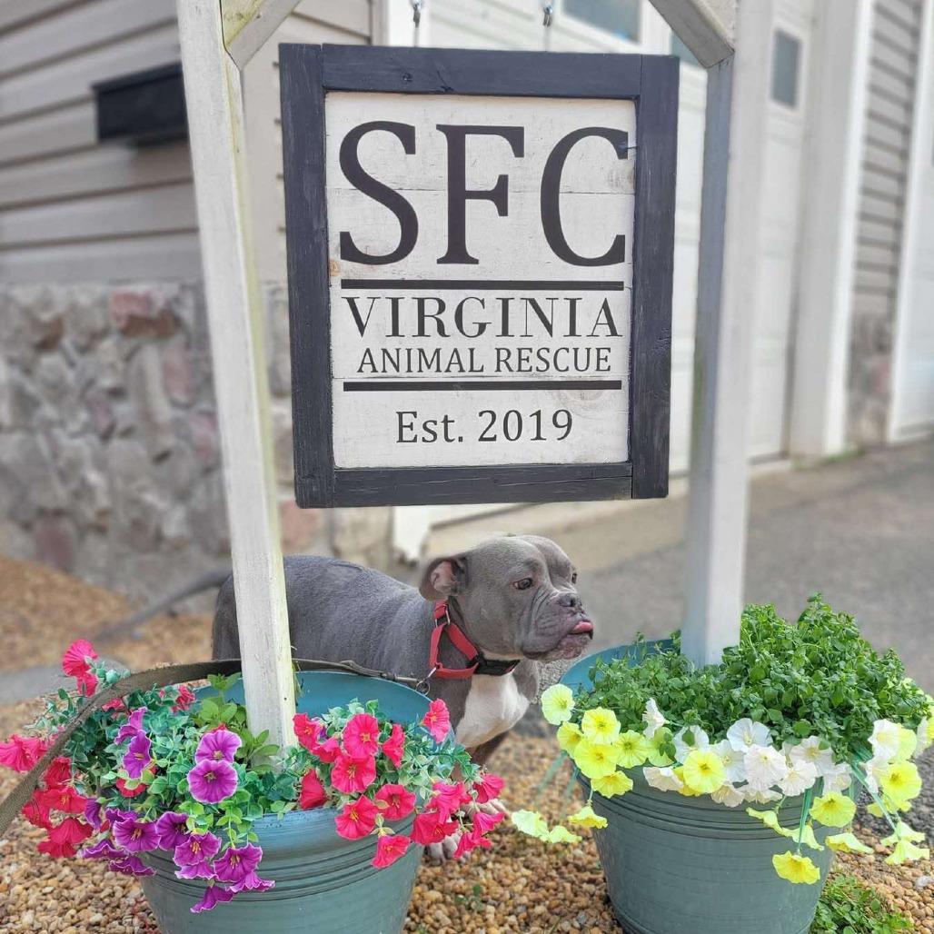 Enlarge Kali, a Adoptable mixed breed in Fredericksburg, VA image 4/5