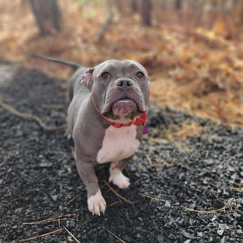 Enlarge Kali, a Adoptable mixed breed in Fredericksburg, VA image 5/5