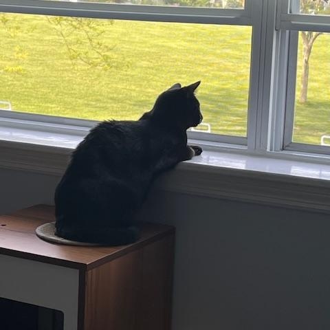 Enlarge Olive, a Adoptable Domestic Short Hair in Manorville , NY image 3/4