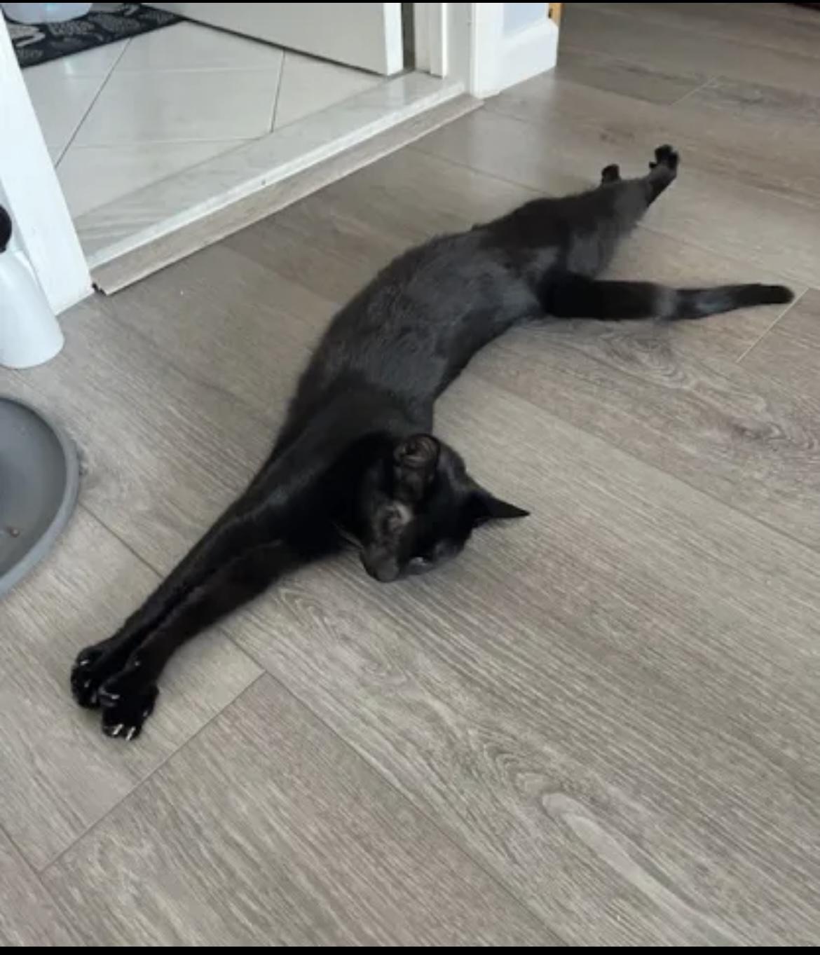 Enlarge Olive, a Adoptable Domestic Short Hair in Manorville , NY image 2/4