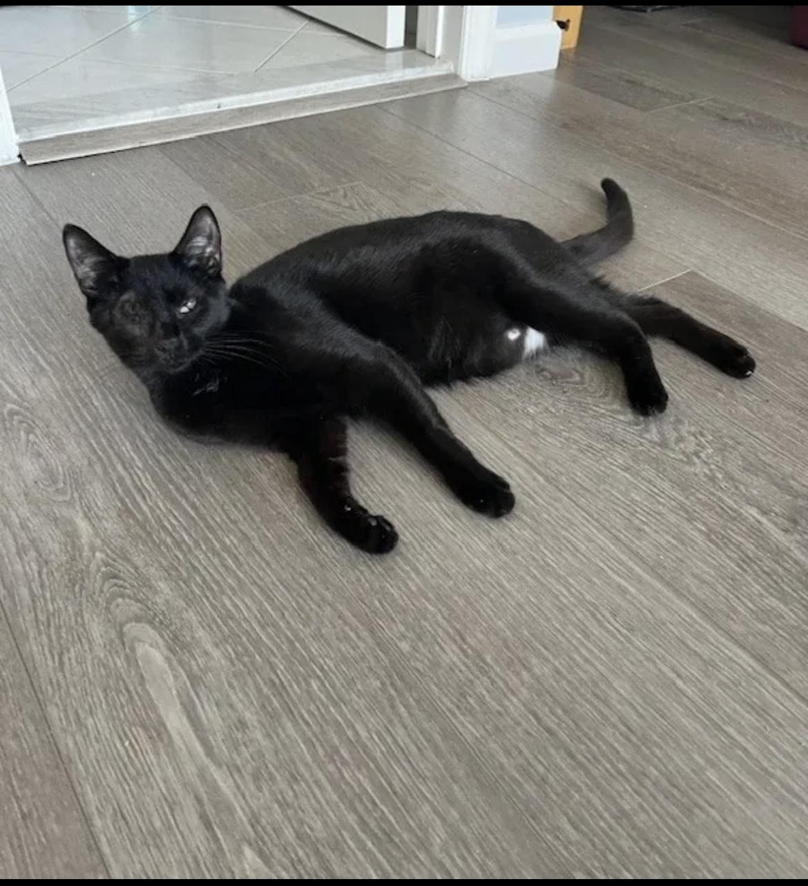 Enlarge Olive, a Adoptable Domestic Short Hair in Manorville , NY image 1/4