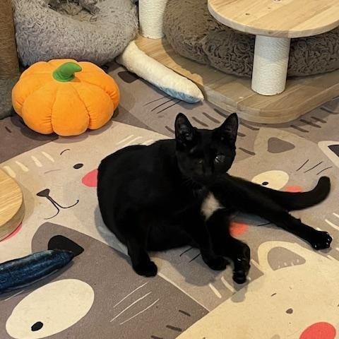 Enlarge Olive, a Adoptable Domestic Short Hair in Manorville , NY image 4/4