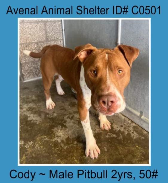 Cody, Adoptable, Adult Male Pit Bull Terrier.