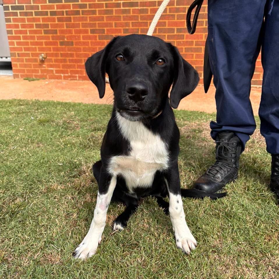 Biscuit, Adoptable, Young Male Labrador Retriever & Australian Shepherd.