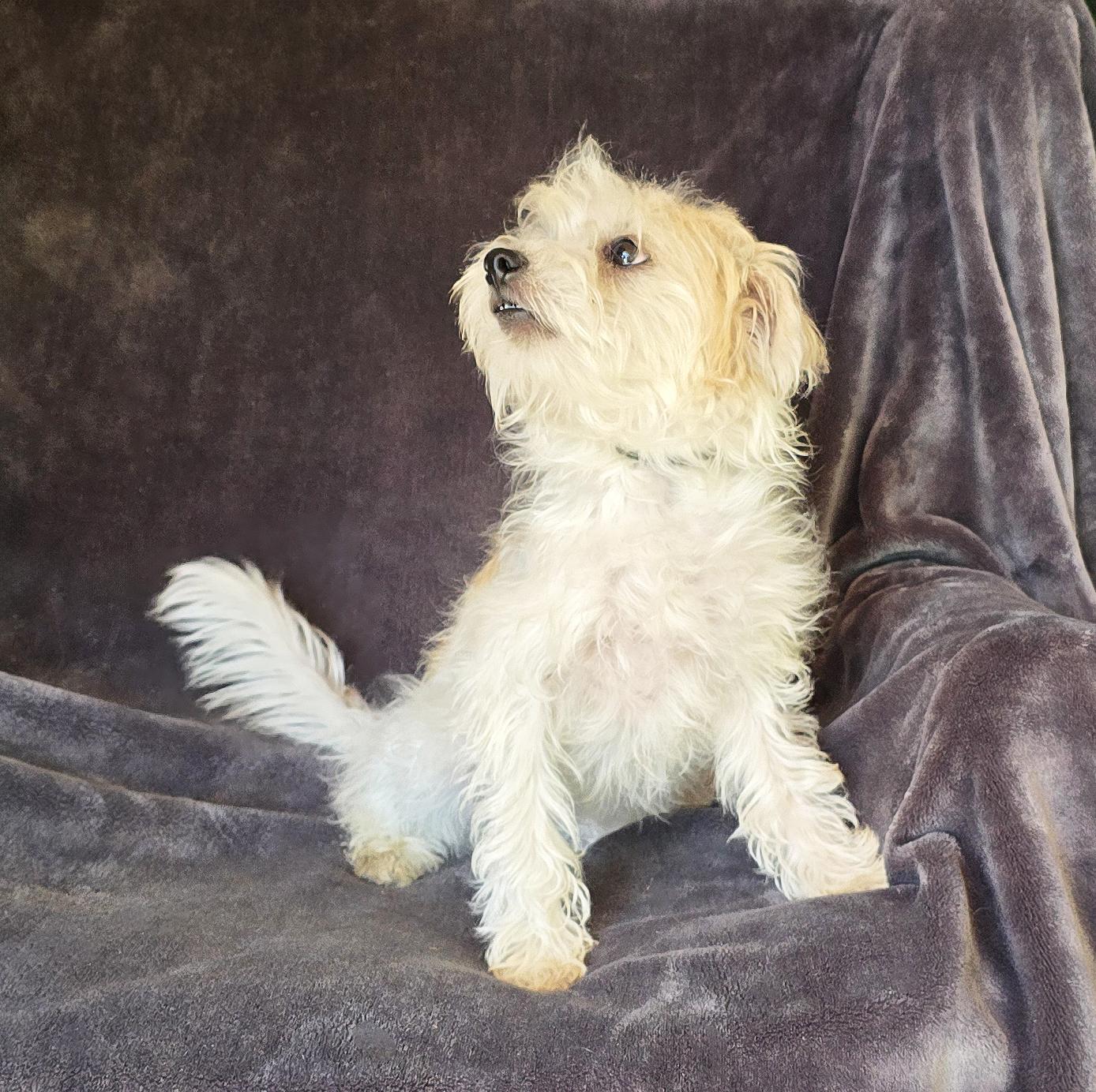 Jazzy Lil Mr Jonus ~ Toy Terripoo !