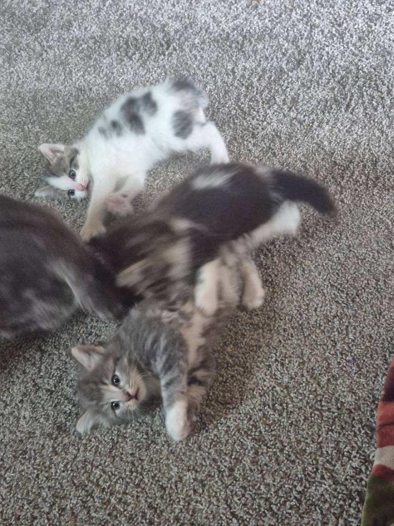 Storm, Adopted, Kitten Female Domestic Medium Hair.