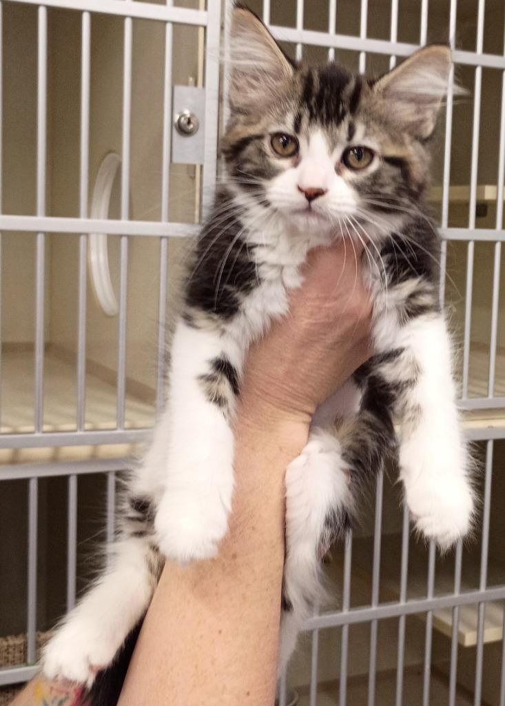 Enlarge Storm, a Adopted mixed breed in Rockford, IL image 2/4