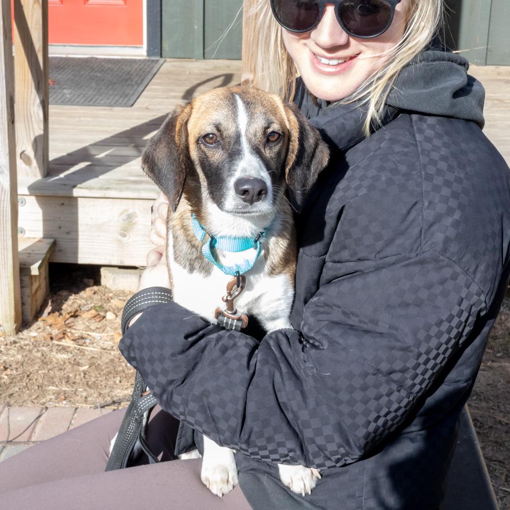 Betty (Female)  , Adoptable, Young Female Beagle.