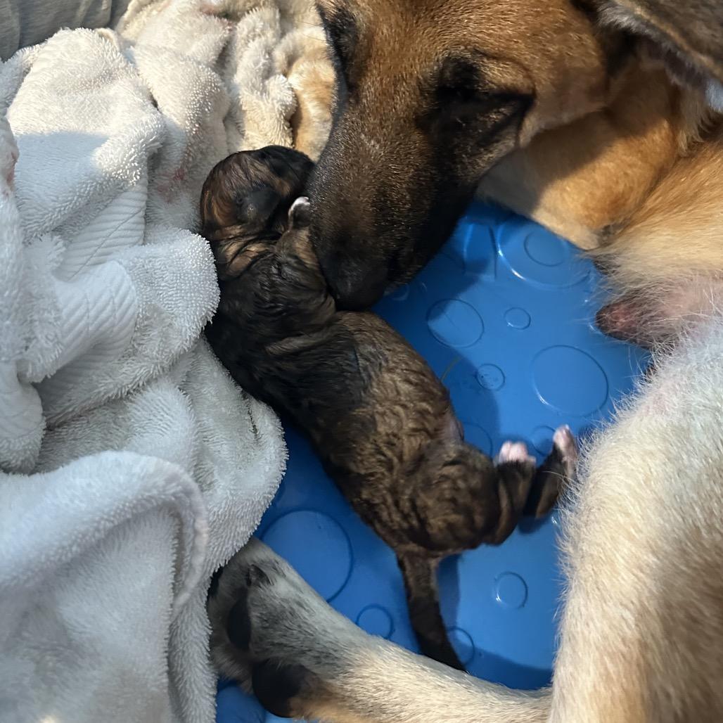 Scooter, Adoptable, Puppy Male Shepherd.