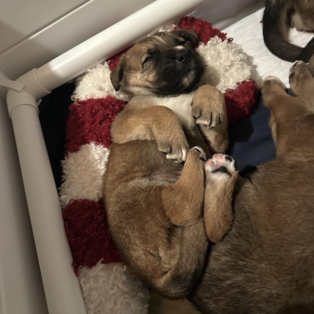 Enlarge Scooter, a Adoptable Shepherd in Saratoga Springs, NY image 2/6