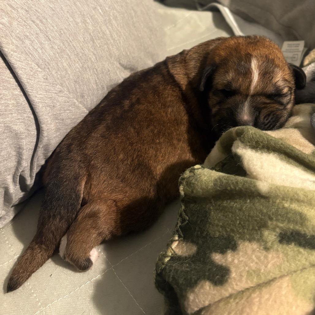 Enlarge Scooter, a Adoptable Shepherd in Saratoga Springs, NY image 3/6