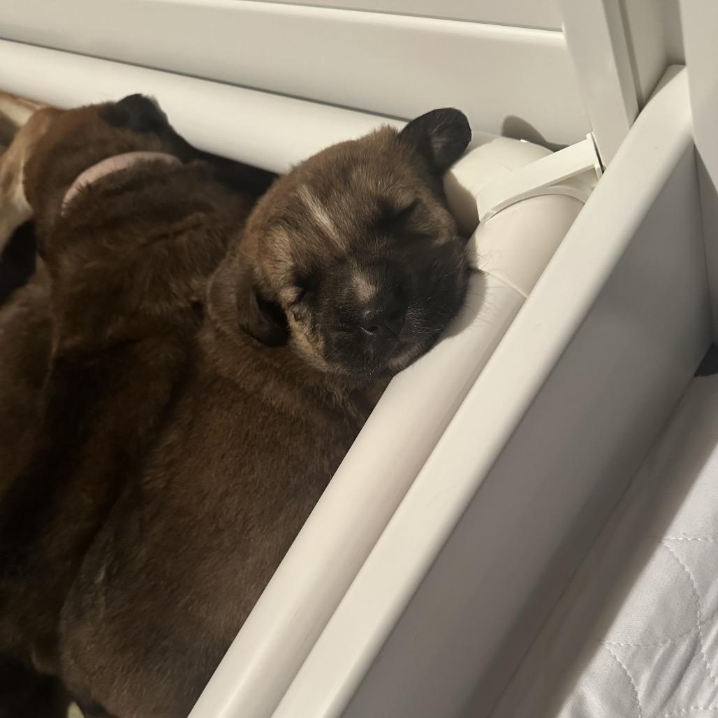 Enlarge Scooter, a Adoptable Shepherd in Saratoga Springs, NY image 4/6