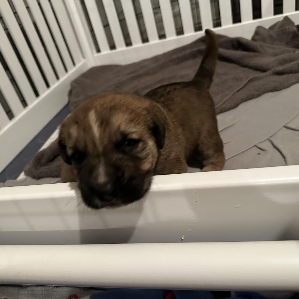 Enlarge Scooter, a Adoptable Shepherd in Saratoga Springs, NY image 5/6