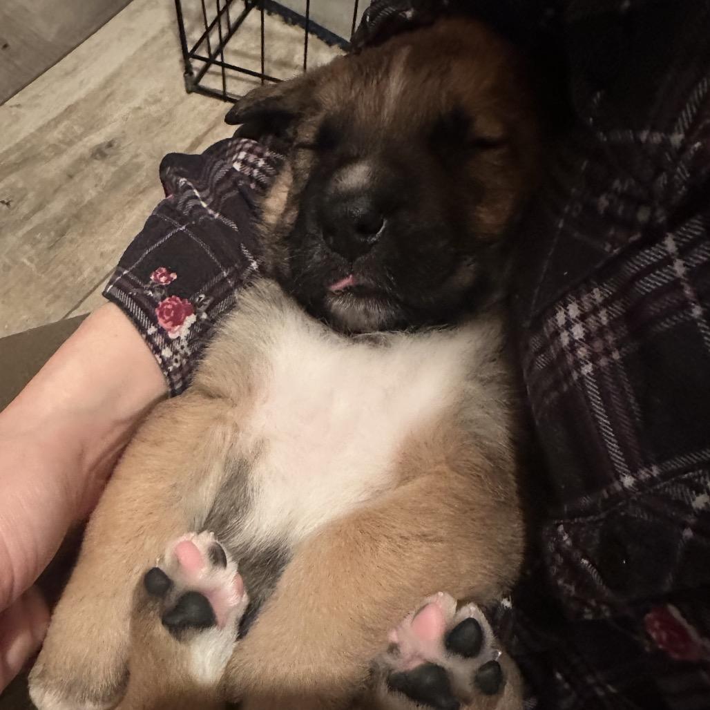 Enlarge Scooter, a Adoptable Shepherd in Saratoga Springs, NY image 6/6