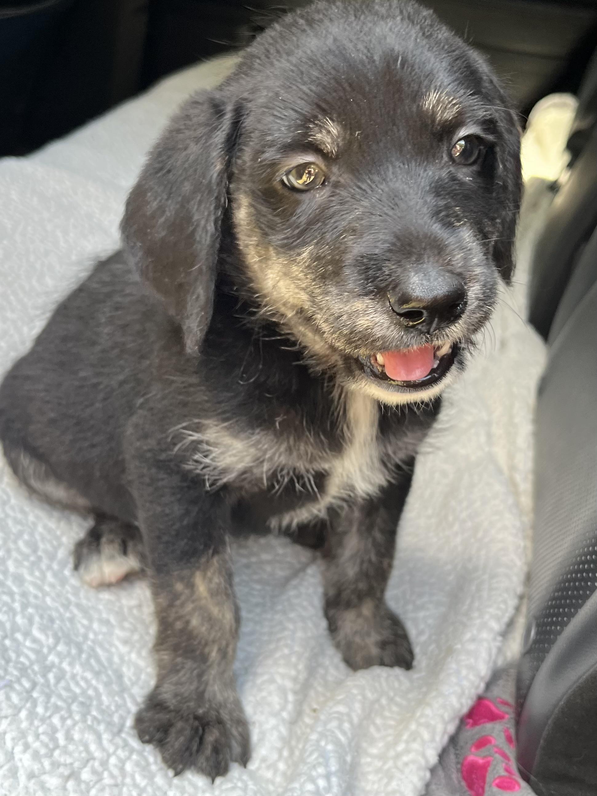 Oreo, an adoptable Labradoodle, Mixed Breed in Gilbert, SC, 29054 | Photo Image 2