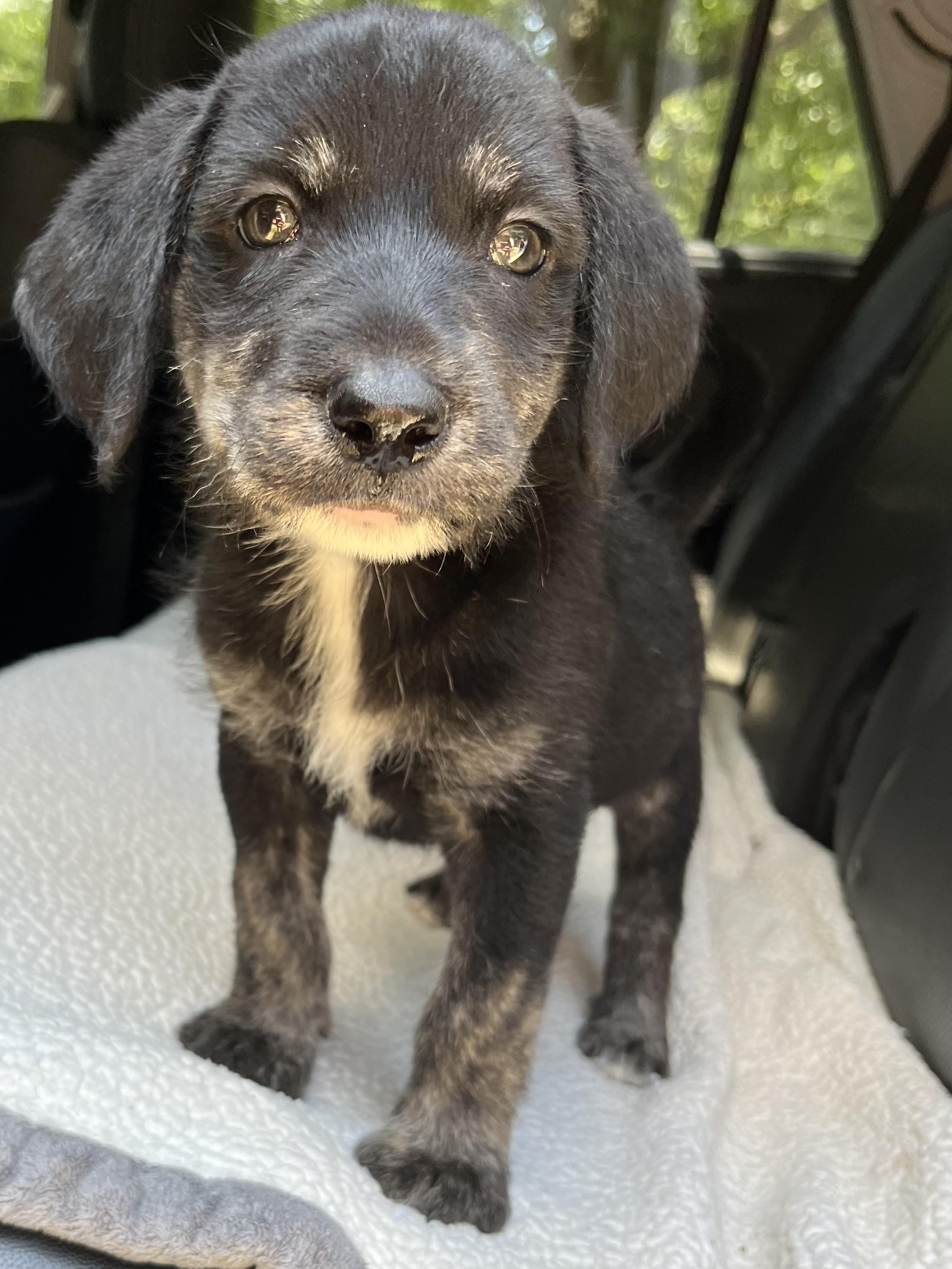 Oreo, an adoptable Labradoodle, Mixed Breed in Gilbert, SC, 29054 | Photo Image 3