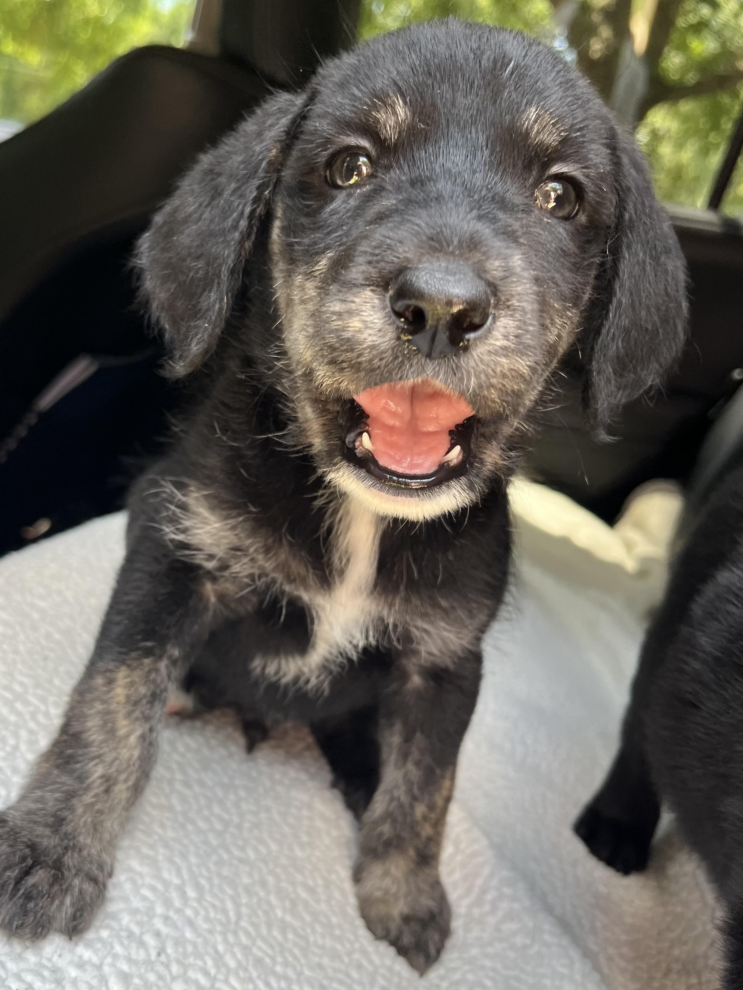 Oreo, an adoptable Labradoodle, Mixed Breed in Gilbert, SC, 29054 | Photo Image 4