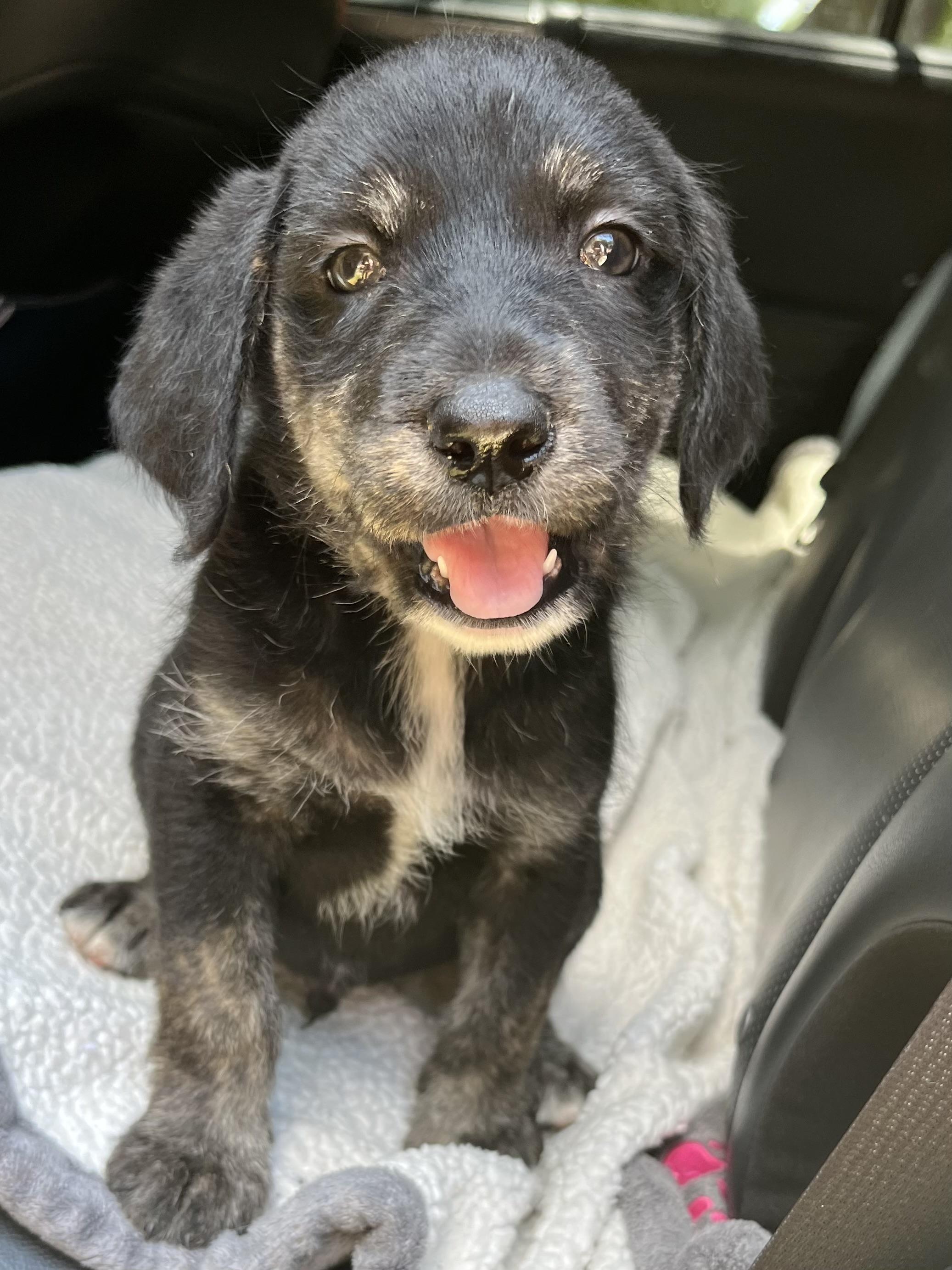 Oreo, an adoptable Labradoodle, Mixed Breed in Gilbert, SC, 29054 | Photo Image 1
