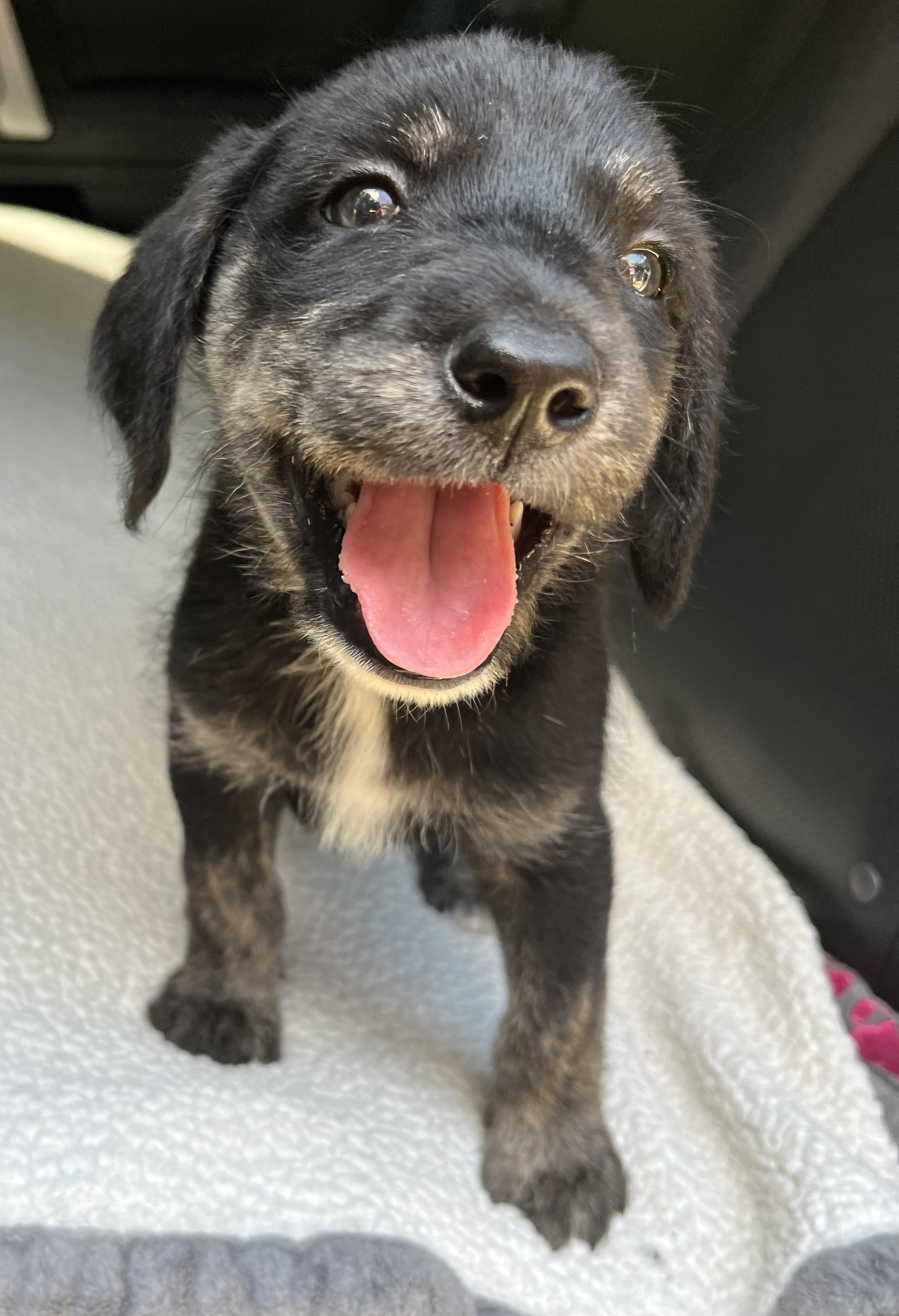 Oreo, an adoptable Labradoodle, Mixed Breed in Gilbert, SC, 29054 | Photo Image 5