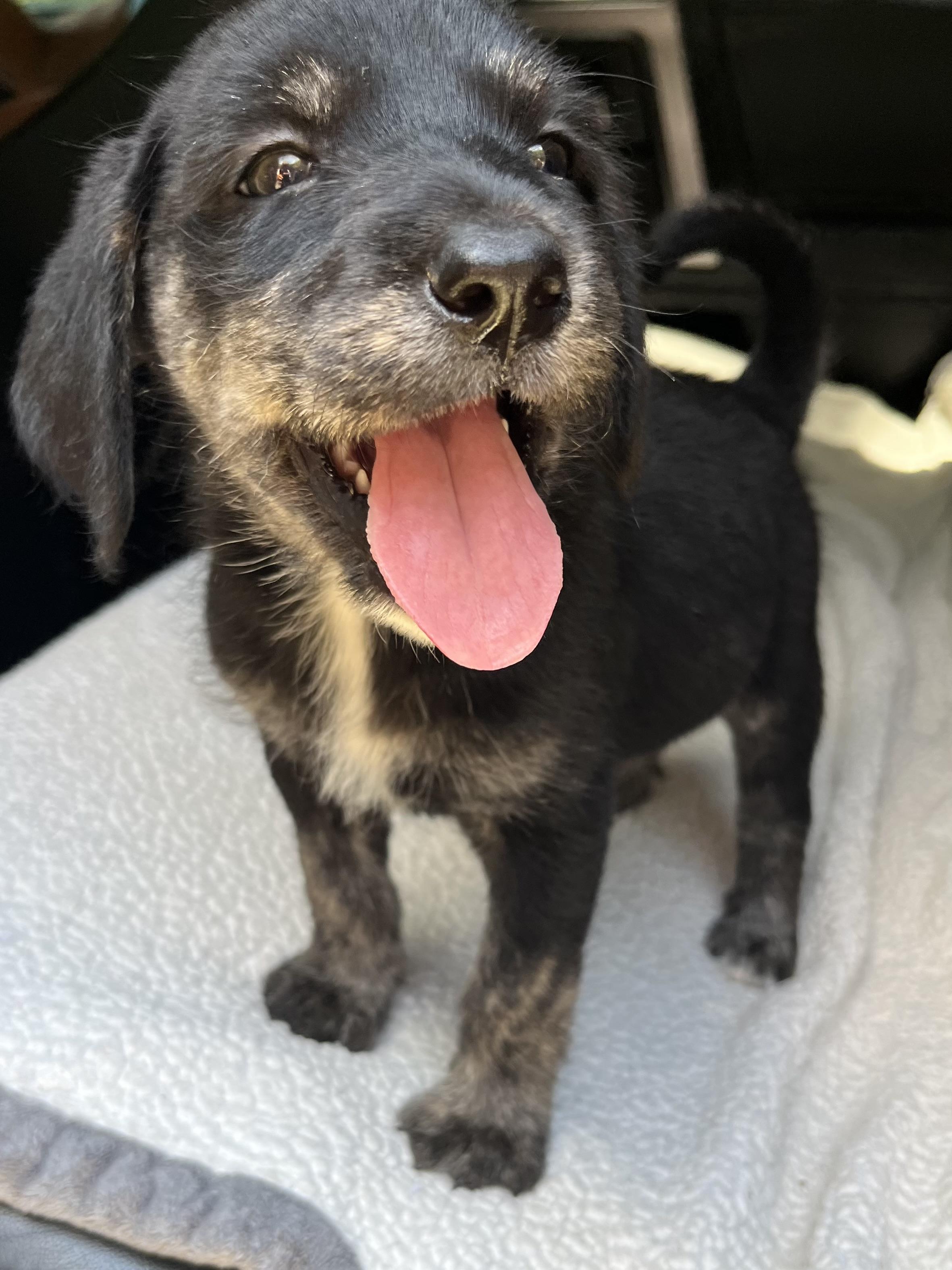 Oreo, an adoptable Labradoodle, Mixed Breed in Gilbert, SC, 29054 | Photo Image 6
