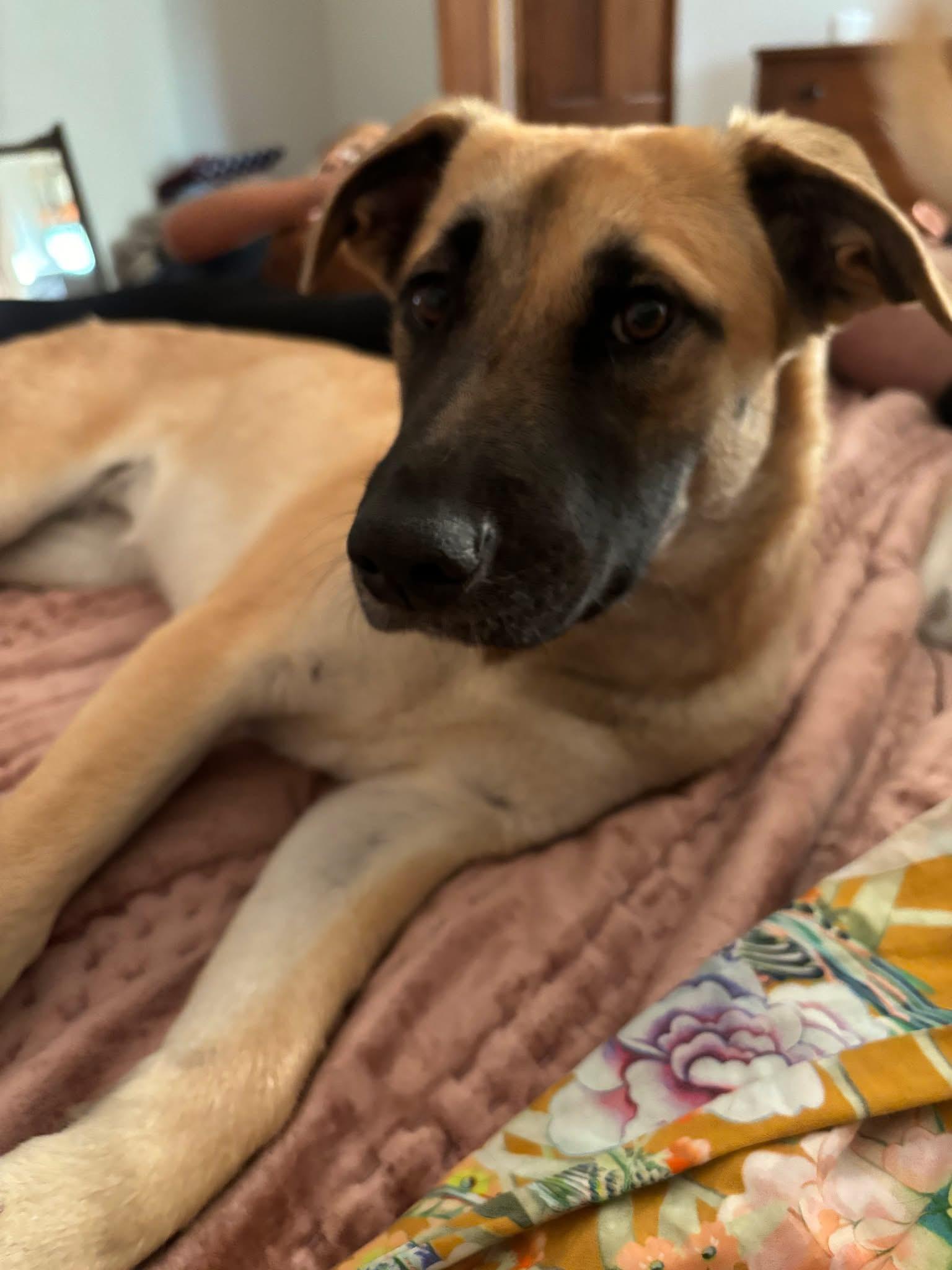 Lilly, an adoptable Mixed Breed in Wilsall, MT, 59086 | Photo Image 1