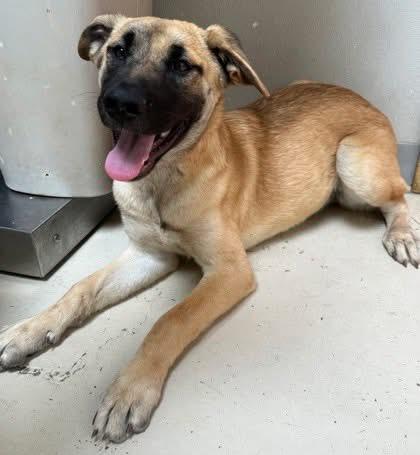 Lilly, an adoptable Mixed Breed in Wilsall, MT, 59086 | Photo Image 1