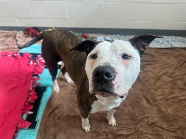 Enlarge MUMSIE, a Adoptable mixed breed in Fort Wayne, IN image 1/1