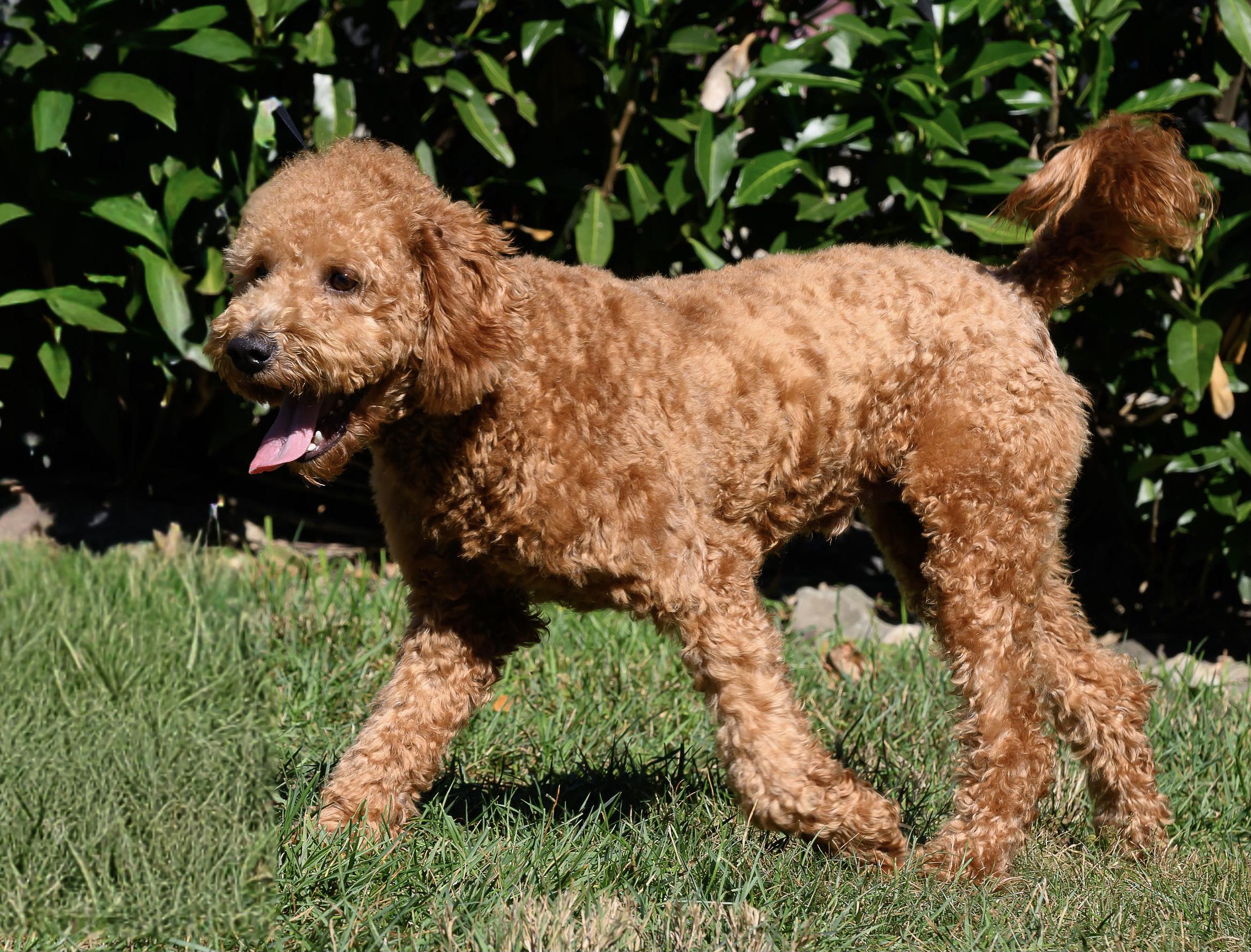 Cider, Adopted, Puppy Male Goldendoodle.