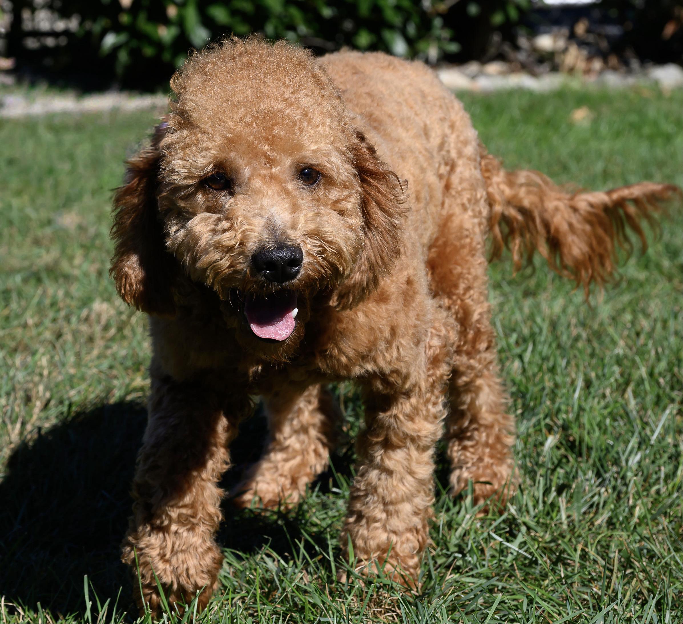 Enlarge Cider, a Adopted Goldendoodle in Montclair, NJ image 2/2