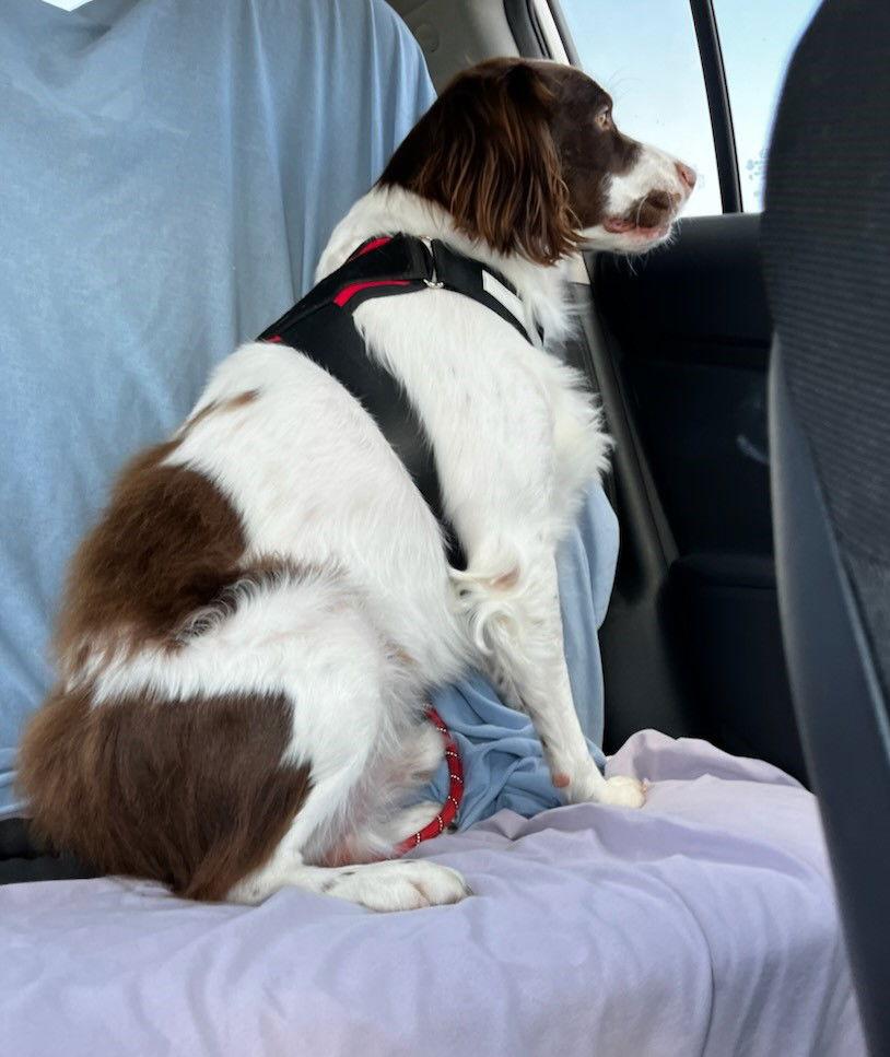 OK/Coco Puff (TX), a Adopted Brittany Spaniel in Baldwinsville, NY image 1/3