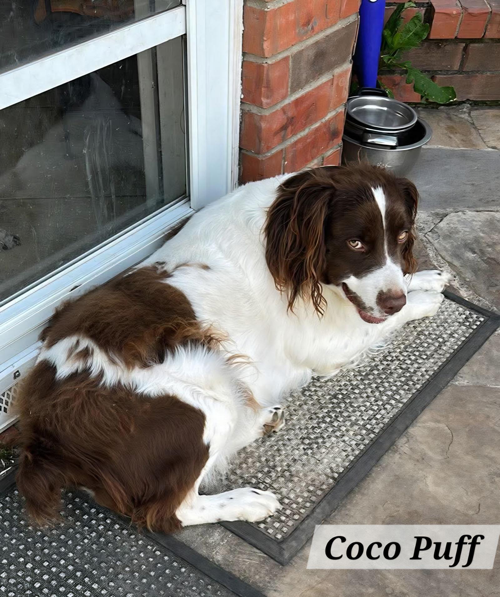 OK/Coco Puff (TX), a Adopted Brittany Spaniel in Baldwinsville, NY image 2/3