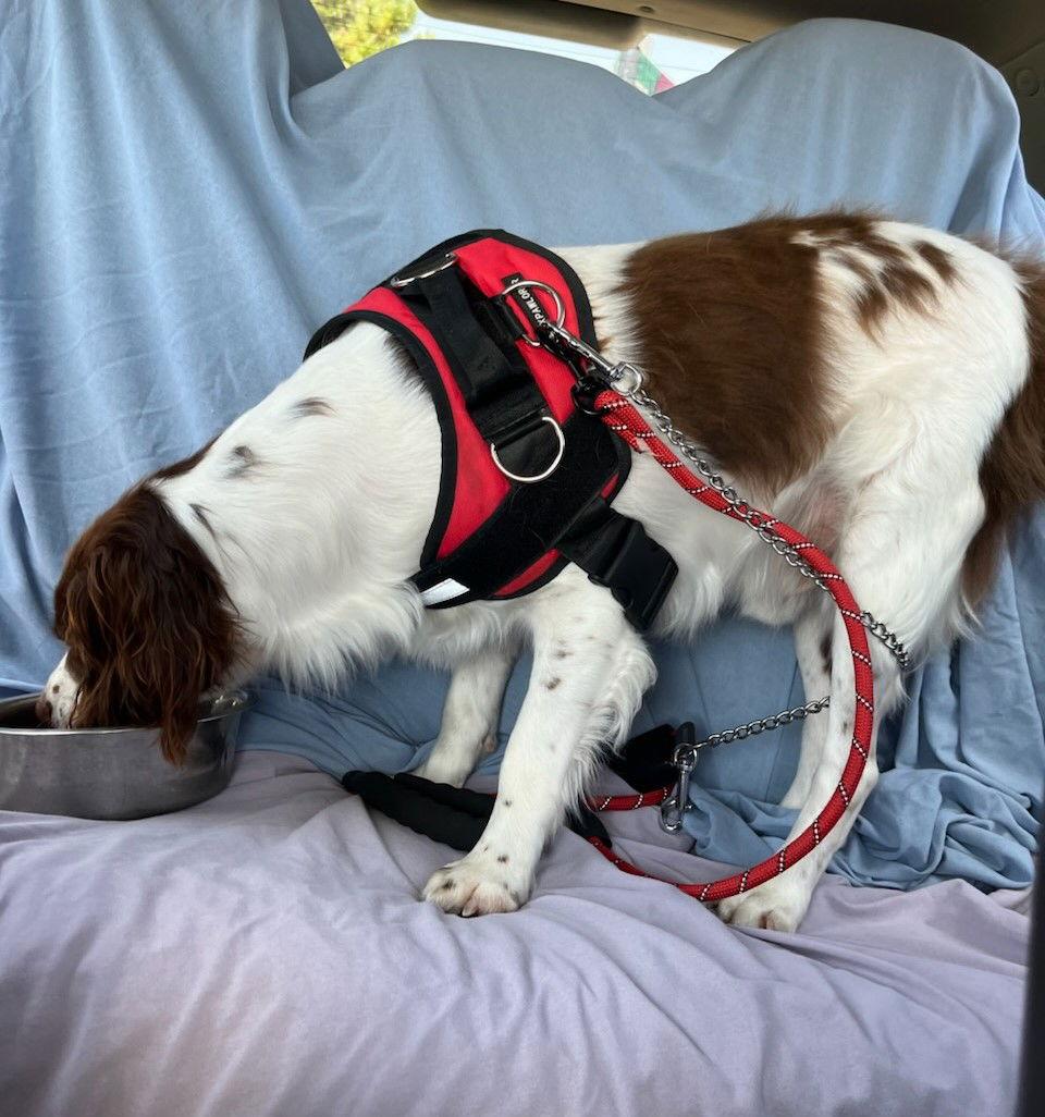 OK/Coco Puff (TX), a Adopted Brittany Spaniel in Baldwinsville, NY image 3/3
