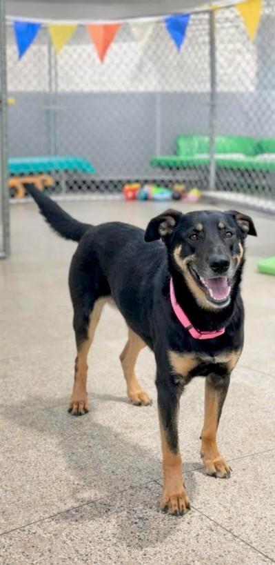 Enlarge Sophie, a Adoptable mixed breed in Elkton, MD image 3/6