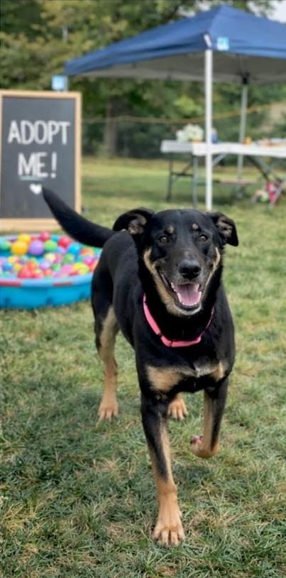Enlarge Sophie, a Adoptable mixed breed in Elkton, MD image 2/6