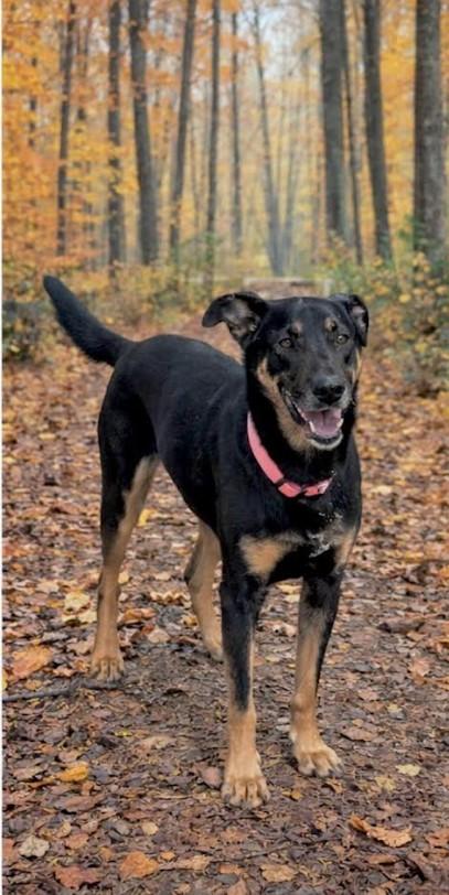 Enlarge Sophie, a Adoptable mixed breed in Elkton, MD image 4/6