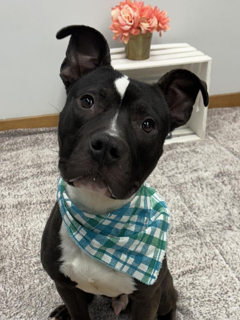 Crushed Ice, Adoptable, Young Male Mixed Breed.